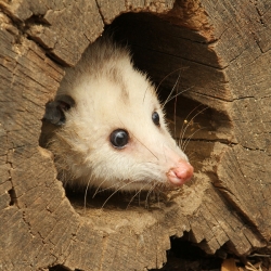I Sent an Opossum to Preschool in Place of My Son and No One Noticed